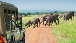 The 5 Best Luxury African Safari Tours